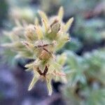 Potentilla nivalis Flower