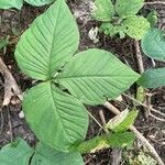 Arisaema triphyllumHostoa