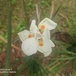 Dietes iridioidesKukka