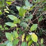 Lonicera fragrantissima Hábito