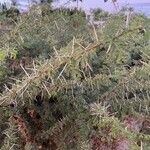 Acacia tortilis Hoja