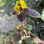 Lysimachia congestiflora Flower