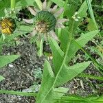 Taraxacum obliquilobum Fuelha