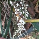 Liriope spicata Flower