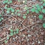 Fuchsia procumbens Lubje