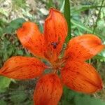 Lilium bulbiferumBloem