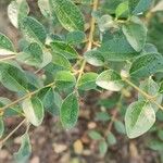 Ligustrum sinense Folha