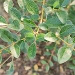 Ligustrum sinense পাতা