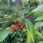 Lindera benzoin Fruit