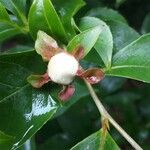 Stewartia rostrata Flower