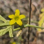 Cucumis ficifolius Virág