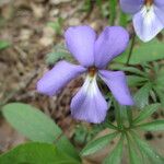 Viola pedata Flower