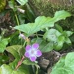 Vinca difformis Blüte