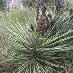 Yucca elata Плод