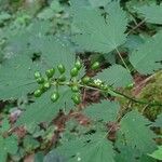 Actaea spicata Hedelmä