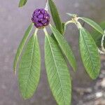 Rhododendron niveum Folha