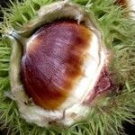 Castanea sativa Mbuma