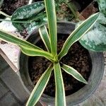 Neoregelia carolinae Листок