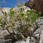 Trixis californica Hábito