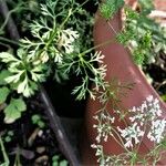 Pimpinella anisum Lapas