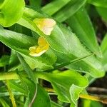 Commelina africana ফুল