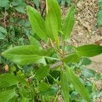 Rumex acetosellaΦύλλο