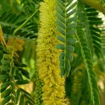 Faidherbia albida Blüte