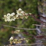 Pedicularis contorta Λουλούδι