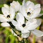 Melomphis arabica Квітка