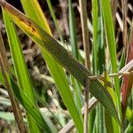 Bromus lanatus 葉