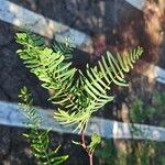 Prosopis glandulosa Levél