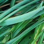 Crinum bulbispermum Blatt