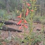 Penstemon rostriflorusFlower