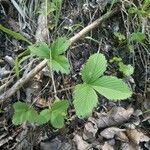 Fragaria moschata Folio