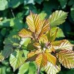 Rubus discolor برگ