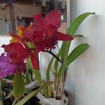 Cattleya wittigiana Λουλούδι