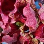 Sarracenia purpurea List