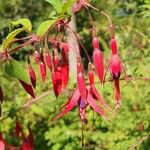 Fuchsia magellanicaFlower