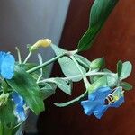 Commelina erecta Blüte