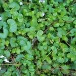 Viola hederacea Habitus