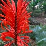 Aphelandra arborea Çiçek