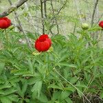 Paeonia peregrina Habitus