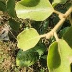 Erianthemum dregei Leaf
