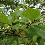 Ficus septica Plod