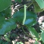 Piper tuberculatum Bloem