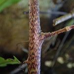 Oleandra distenta Άλλα