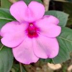 Impatiens flaccida പുഷ്പം