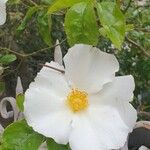 Rosa laevigata Квітка