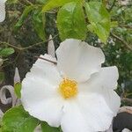 Rosa laevigata 花