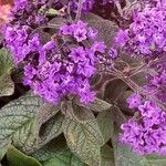 Heliotropium arborescens Cvet